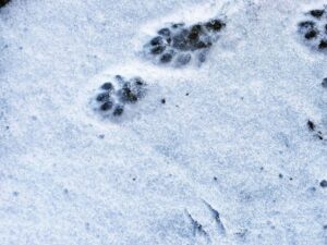 90 yıl sonra Solothurn kantonunda su samuru görüldü