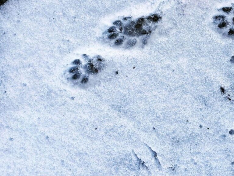 90 yıl sonra Solothurn kantonunda su samuru görüldü