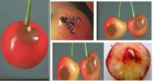 Kiraz sineğine yaban arıları