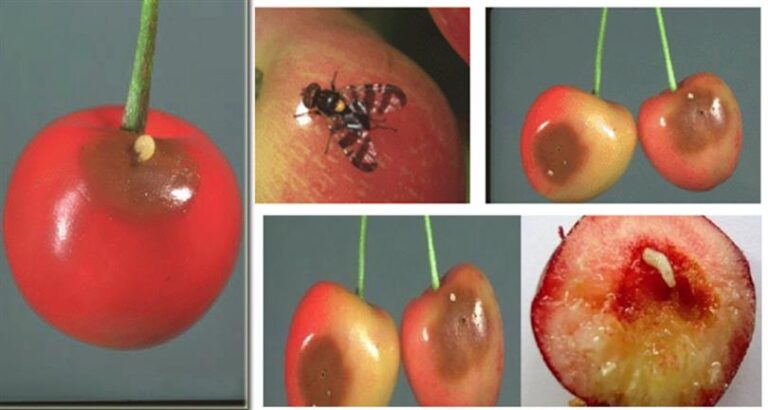 Kiraz sineğine yaban arıları