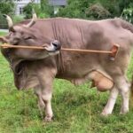 İsviçre ineği Veronika, süpürgeyle kaşınarak bilim insanlarını şaşırttı