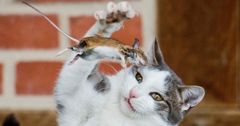 İsviçre’de fare kuyruğu primi uygulaması sürüyor