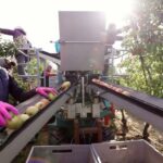 İsviçre tarımı kadınlara dayanıyor