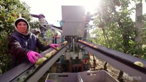 İsviçre tarımı kadınlara dayanıyor