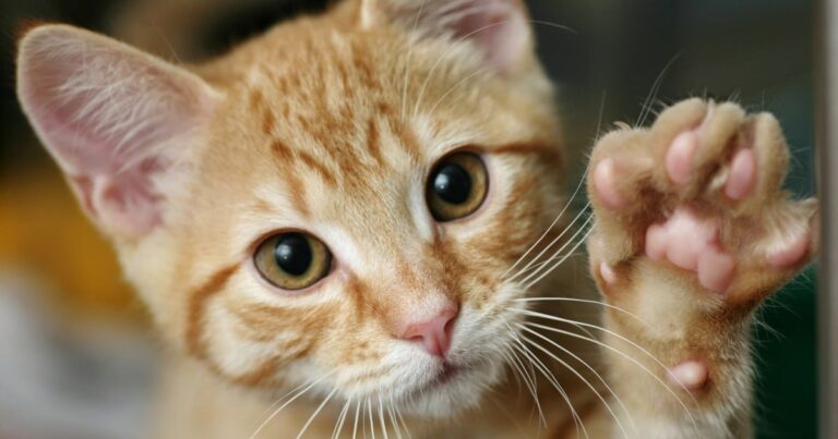 Kedilerdeki genetik keşifler kanser tedavisine umut oldu