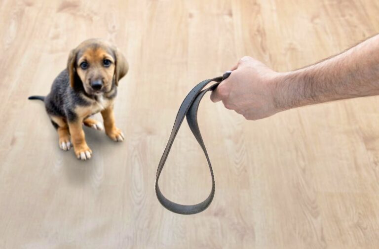 Hayvan istismarı aile içi şiddetin habercisi olabilir