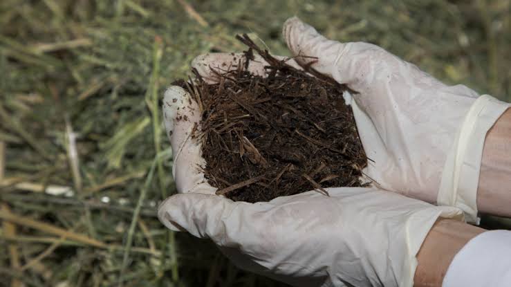 İsviçre’de insan kompostlaması bilimsel teste alındı