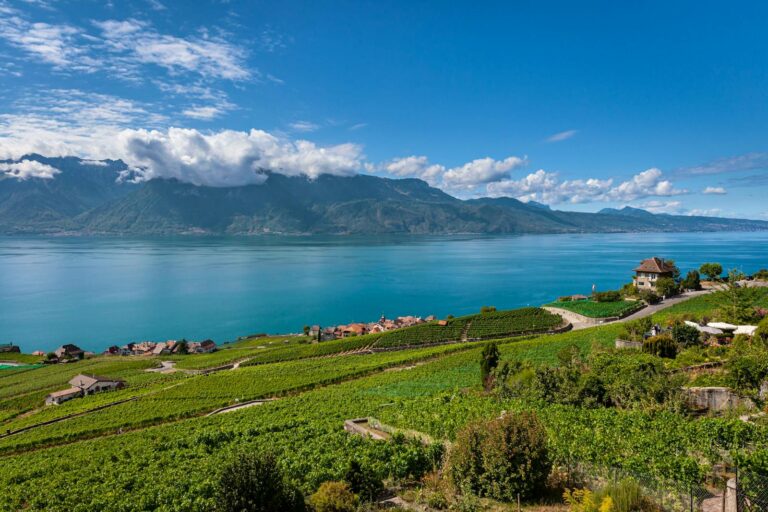 İsviçre’de 2025 üzüm hasadı umut verdi