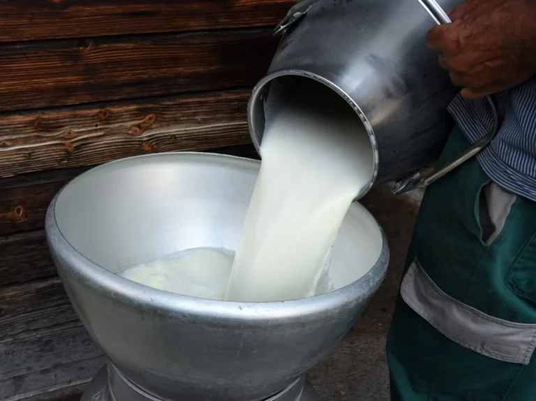 Appenzell çiftliklerinde sütler kirlendi