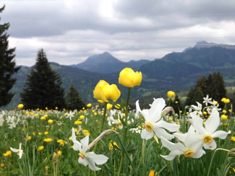 İsviçre’de nergis sezonu yaklaşıyor