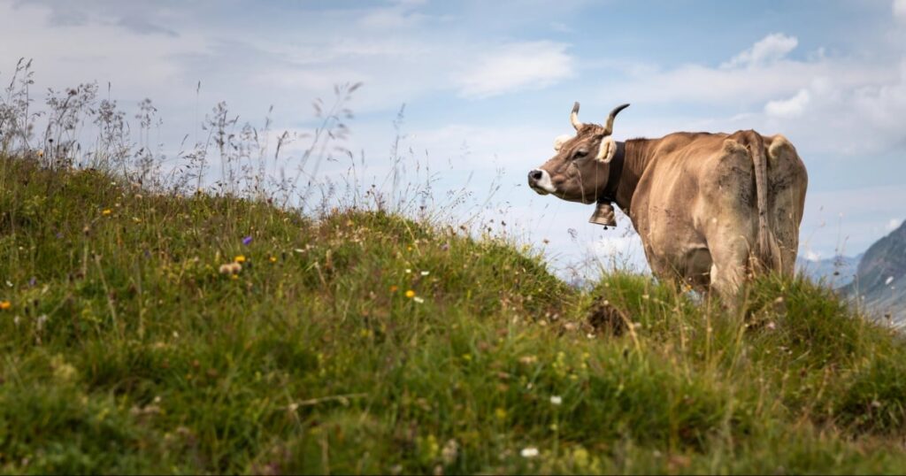 İsviçre’de alp çiftliklerinde personel krizi