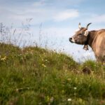 İsviçre’de alp çiftliklerinde personel krizi