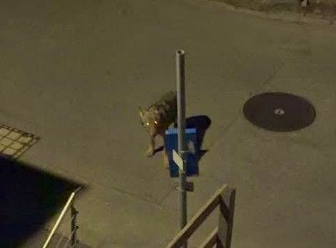 Zermatt’ta kurt görüntülendi: 3500 metreden kasaba merkezine indi