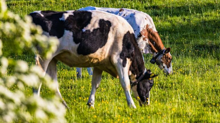İsviçre sütünde lastik kaynaklı kimyasallar bulundu